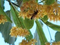 Linden tilia europea trees flowers suitable for tea