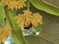 Linden tilia europea trees flowers suitable for tea