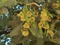 Linden tilia europea trees flowers suitable for tea