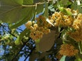 Linden tilia europea trees flowers suitable for tea