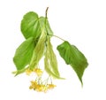 Linden Tilia platyphyllos / cordata leaves and flowers isolate