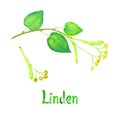 Linden Tilia Several branch with green leaves, flowers and seeds, hand painted watercolor illustration with inscription isolated