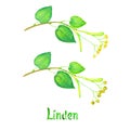 Linden Tilia Several branch with green leaves, flowers and seeds, hand painted watercolor illustration with inscription isolated