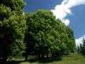 Linden-tree Royalty Free Stock Photo