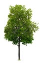 Linden tree Royalty Free Stock Photo