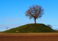 A Linden tree, also called lime tree or tilia, on top of a small green hill with a field plowed around Royalty Free Stock Photo
