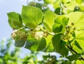 Linden tree in blossom. Nature background. Royalty Free Stock Photo