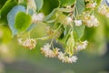 Linden tree blossom in summer forest, close up of lime blooming Royalty Free Stock Photo