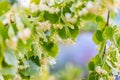 Linden tree blossom in summer forest, close up of lime blooming Royalty Free Stock Photo