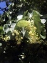 Linden tree blossoms