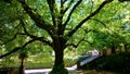 Linden tree in the botanical garden of Coimbra Royalty Free Stock Photo