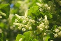 Linden tree branch adorned with small yellow flowers Royalty Free Stock Photo