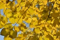 Linden tree branch with yellow leaves. Autumn colors. Royalty Free Stock Photo
