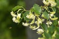 Linden tree branch detail with blooms, green wet leafs and rain. Buzzy fly near bloom of lindentree