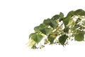 Linden tree branch with fresh young green leaves and blossom isolated Royalty Free Stock Photo