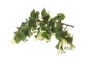 Linden tree branch with fresh young green leaves and blossom isolated Royalty Free Stock Photo