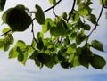 Linden tree, branch with green leaves with blue sky and clouds in background Royalty Free Stock Photo