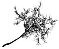 Linden tree branch silhouette, bare tree without leaves. Vector illustration