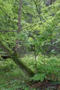 Linden tree broken still alive