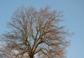 Linden tree crown about a hundred years old against a blue sky in winter without foliage. it has dark to black branches with arcua