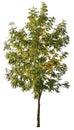 Linden tree cut out with clipping path, isolated tree on white background Royalty Free Stock Photo