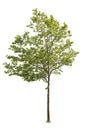 Linden tree cutout, isolated on white background Royalty Free Stock Photo