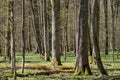 Linden tree deciduous forest in spring Royalty Free Stock Photo