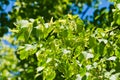 Linden tree Royalty Free Stock Photo