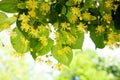 Linden tree flowers Royalty Free Stock Photo