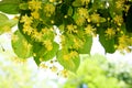 Linden tree flowers