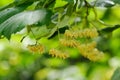 Linden tree flowers on branch Royalty Free Stock Photo