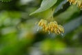 Linden tree flowers on branch in summer Royalty Free Stock Photo