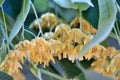 linden tree flowers close up image herbal concept Royalty Free Stock Photo