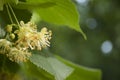 Linden Tree Flowers Royalty Free Stock Photo