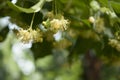 Linden Tree Flowers Royalty Free Stock Photo