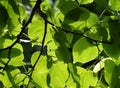 Linden tree foliage Royalty Free Stock Photo