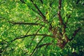 Linden tree foliage Royalty Free Stock Photo