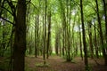 Linden tree forest. It was a dark lip of the alley. Deciduous tree. Linden tree looks wonderful in hedges, alleys, green tunnels Royalty Free Stock Photo