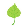 Linden tree green leaf vector Illustration Royalty Free Stock Photo