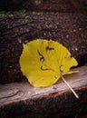 Linden tree leaf on firewood