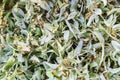 Linden tree, lime tree or Tilia dried flowers for the herbal tea Royalty Free Stock Photo