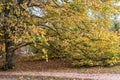 linden tree long branches