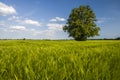 Linden tree in the middle of wheat field Royalty Free Stock Photo