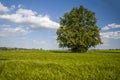 Linden tree in the middle of wheat field Royalty Free Stock Photo