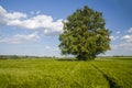 Linden tree in the middle of wheat field Royalty Free Stock Photo