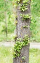 Linden-tree trunk with new sprigs