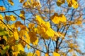 Linden tree yellow leaves brightly lit by the sun against clear blue sky. Golden linden foliage on a tree  branch in autumn. Sunny Royalty Free Stock Photo