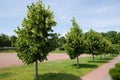 Linden trees Royalty Free Stock Photo