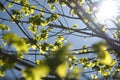 Linden twigs and spring sun shining through young leaves. Royalty Free Stock Photo