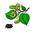 Linden vector drawing set. Isolated lime tree flower and leaves. Herbal engraved style illustration.